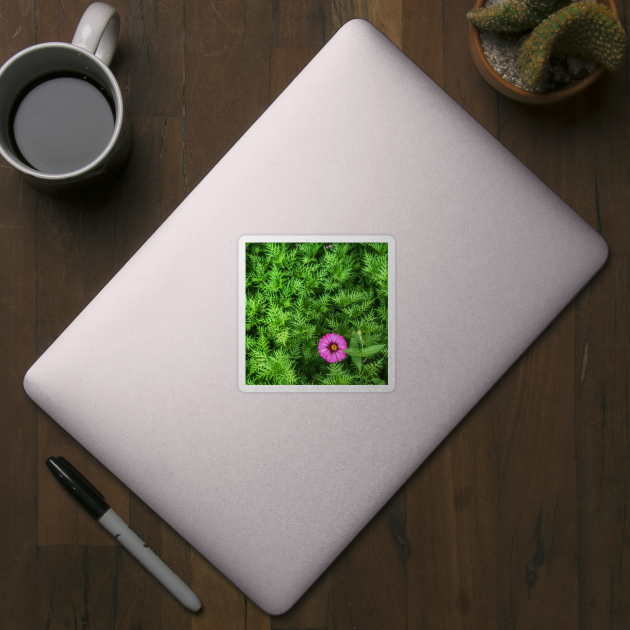 Pink Zinnia flower on yellow cosmos bush by FOGSJ